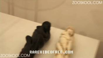 Cropped-hair slut provoking a canine with her vagina