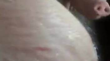 Guy screwing a sow's lovely cunt from the rear