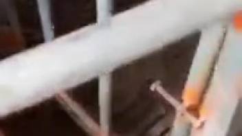 Hot sow gets drilled roughly inside the pen