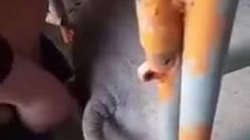 Guy pounding intensely as he screws a obedient beast