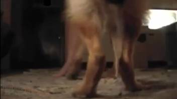 Thick-ass hottie getting slammed by a well-hung canine