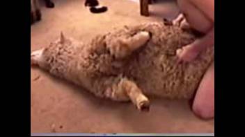 Aggressive guy screwing a super hot ewe on video