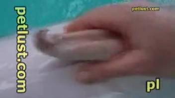 Guy intensely masturbating a dolphin's bizarre penis