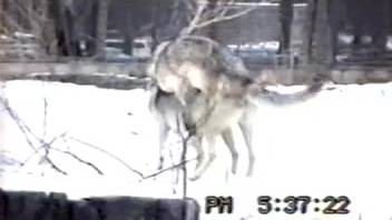 Aroused wolves mating turn on this lustful animal enthusiast