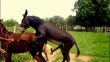Ass screwing Mare
