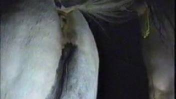 Lustful guy searches for the ideal female horse to screw