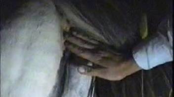 Guy carefully probing a female horse's willing pussy