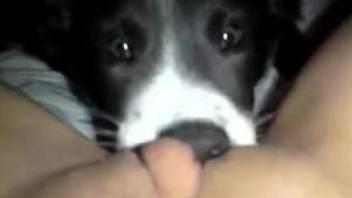 Passionate POV pussy eating from a really cute puppy