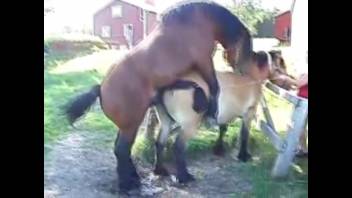 Horse stud banging a female horse's soaked vagina in an open-air setting