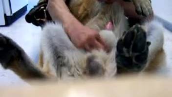 Super wild homemade bestiality adventure with the compliant canine