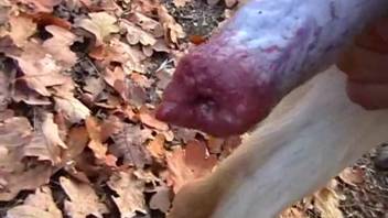 Guy shoots massive loads after being anally screwed by a canine