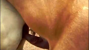 Aroused filly delights in intense fucking with a well-endowed stallion