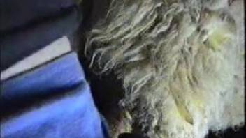 Perverted guy exploring that hot sheep vagina on camera