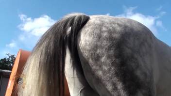 Intimate views of a horse's shaft and tempting backside
