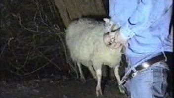 Ewe being pounded by a well-hung guy who likes giving head