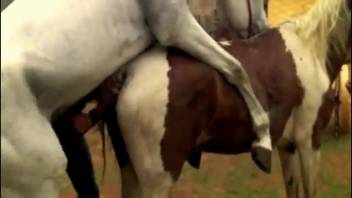Erect stallion brutally ravaging a mare's tight cunt