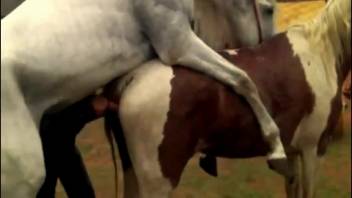 Pale stallion thrusts its thick cock into another equine