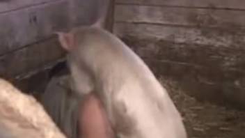 Homemade bestiality videos featuring a hog and its owner