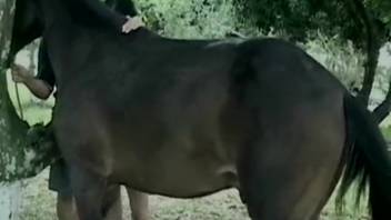 Massive ebony canine and horse-like creature in mind-blowing animalistic adult video site excitement\n\n