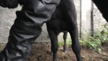 Mature woman in leather chaps being pounded by a horny stud