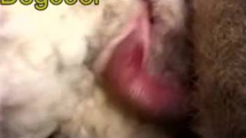 Guy fisting and screwing a sheep's juicy cunt