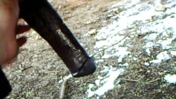 Man is aroused by the horse's enormous shaft