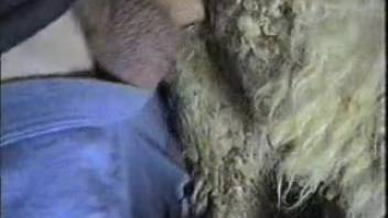Guy with a thick cock eagerly bangs a hot ewe