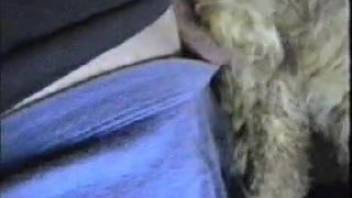 Attractive man screwing a ewe's moist vagina doggy style