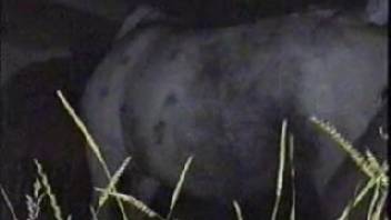 Attractive filly is about to be intensely pounded by a guy