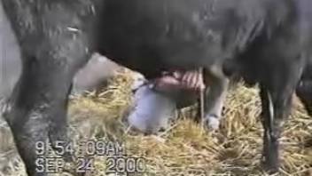 Massive-cocked stud bull being masturbated by a bicurious rancher
