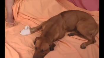 Aroused chick being banged doggy-style by a pup