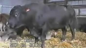 Hot stud flaunting his massive cock on webcam