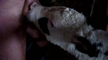 Aroused guy banging a cow's attractive mug on film