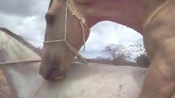 Well-endowed stud stretching open a filly's tasty cunt