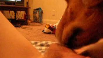 Guy has his cock blown by an extremely alluring beast