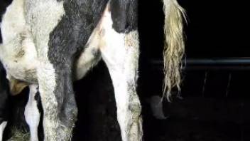 Guy pounding a cow from the rear in a steamy adult video