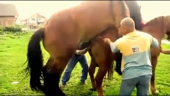 Thoroughbred stallion screwing and satisfying bestiality porn enthusiast