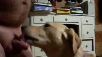 Plump guy wearing a penis ring receives a pleasurable oral sex