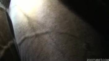 A man aggressively thrusts into his beautiful horse in the doggy style position while he enjoys it every second