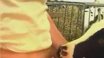 Guy screwing a cow in a partial POV animal sex porno clip