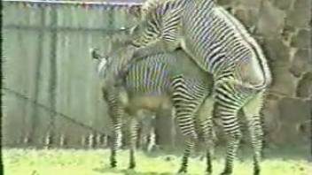 Secret bestiality footage captures two zebras in the act of mating