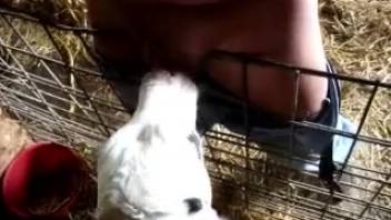 Guy with a fat cock receives a messy oral from a heifer
