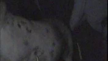 Horny bestiality-obsessed farmer screwing a female horse after dark