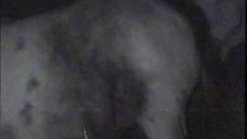 Guy banging a female horse's pussy in a secret camera adult video