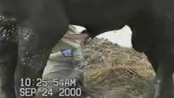 Aroused guy desires the massive cock of the bull inside his mouth