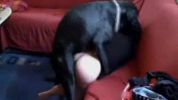 Filthy mature woman being screwed by a dog after brief oral sex