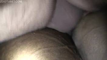 Intimate view of mare's vagina being penetrated in a homemade bestiality clip