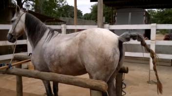 Hot beast banging an enticing female horse in a gratis adult clip