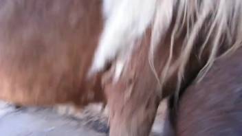 Guy masturbates a stallion's aroused penis after it mates with the female horse