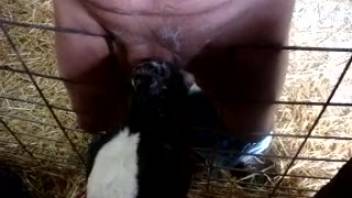 Plump guy aggressively throat-fucking a fetish bovine through the cage bars
